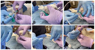 V-Gel® Guided Endotracheal Intubation in Rabbits